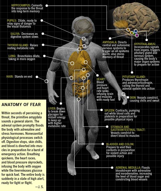 sympathetic nervous system fight or flight